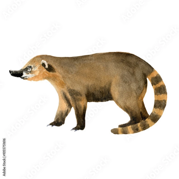 Fototapeta Nasua - animal in full length. Watercolor painting, illustration isolated on transparent white background. For design, posters, cards, postcards