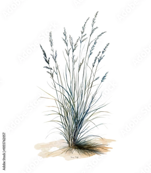 Fototapeta Grass isolated against a pristine white backdrop