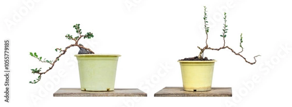 Obraz Two Sam nui tree,Antidesma acidum tree in plastic pot used to create bonsai.