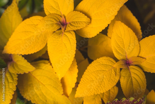 Obraz 【カラフル】秋に色とりどりのコリウス