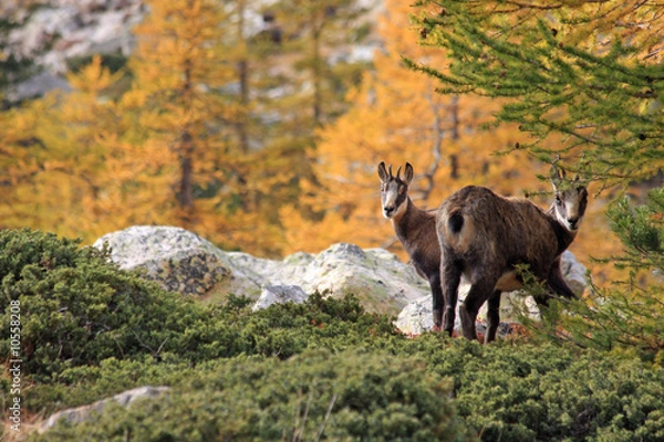 Obraz Chamois et couleurs d'automne