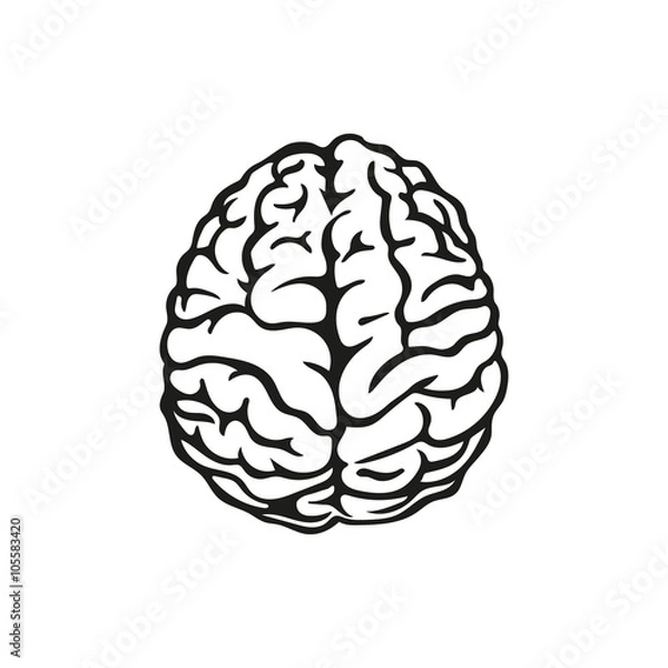 Fototapeta Ilustracja wektorowa zarys ludzkiego mózgu na białym tle