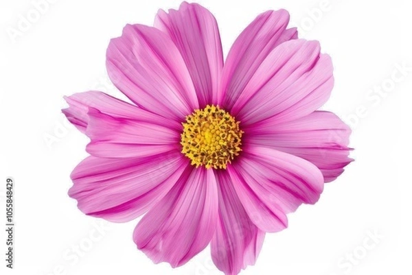 Fototapeta Pink cosmos flower on white background