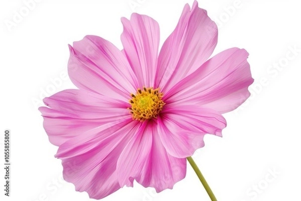 Fototapeta Single pink cosmos flower on white background with clipping path