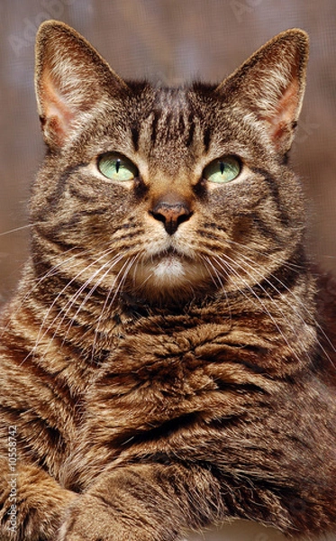 Obraz Alert cat with green eyes