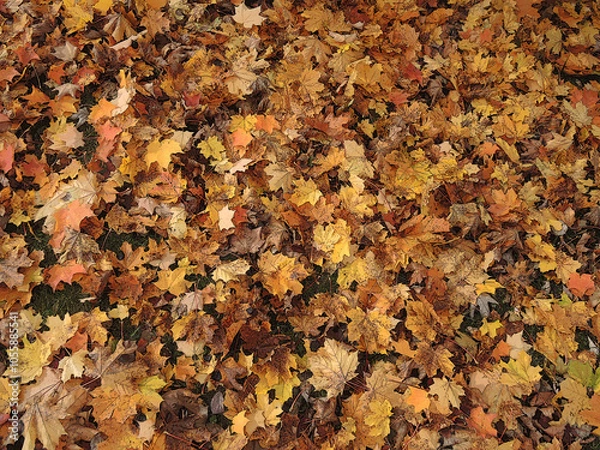 Obraz Posturized dried maple leaves on the ground