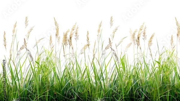 Fototapeta A detailed image of tall grass from a meadow Isolated on a transparent background