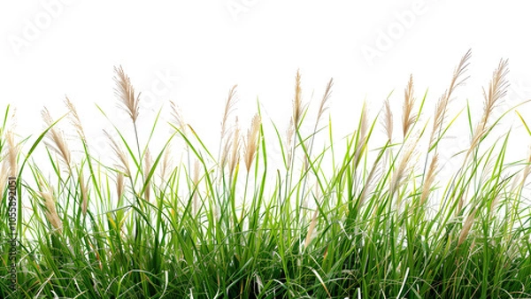 Fototapeta A detailed image of tall grass from a meadow Isolated on a transparent background