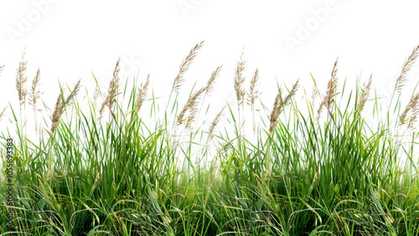 Fototapeta A detailed image of tall grass from a meadow Isolated on a transparent background