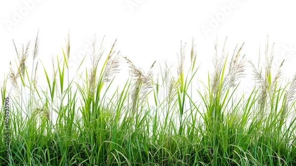 Fototapeta A detailed image of tall grass from a meadow Isolated on a transparent background
