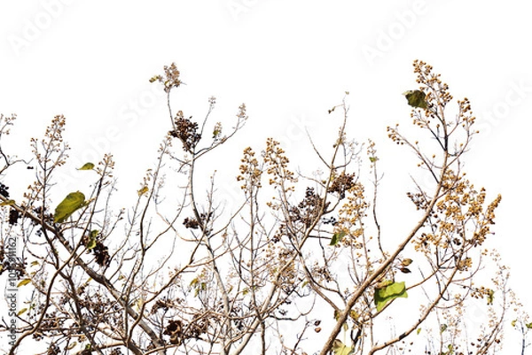 Obraz 紅葉の木・山（桐）　切り抜き