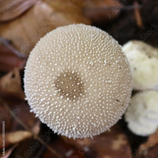 Fototapeta champignon dans la forêt