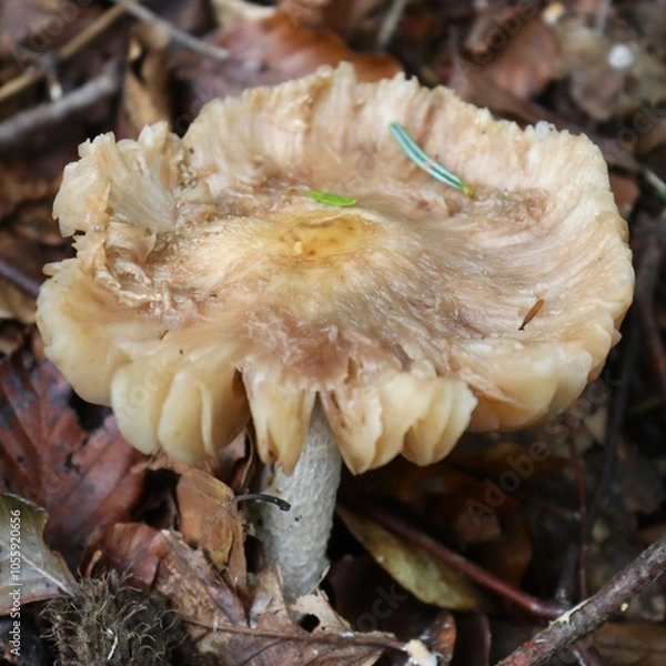 Fototapeta champignon dans la forêt