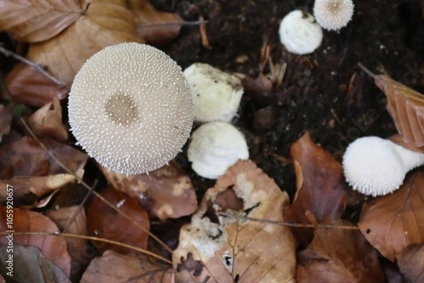 Fototapeta gros plan d'un champignon dans une forêt