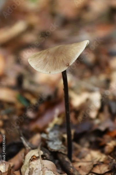 Obraz gros plan d'un champignon dans une forêt