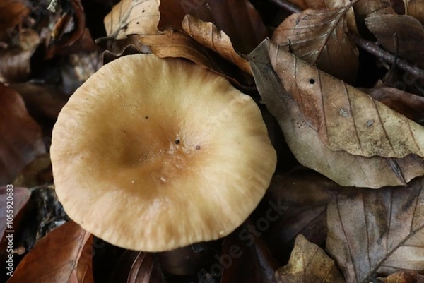 Fototapeta gros plan d'un champignon dans une forêt