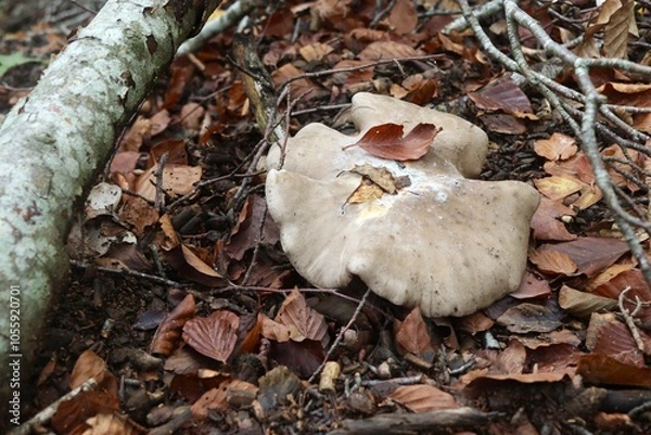 Fototapeta énorme champignon dans une forêt