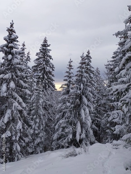 Obraz snow covered trees in mountains