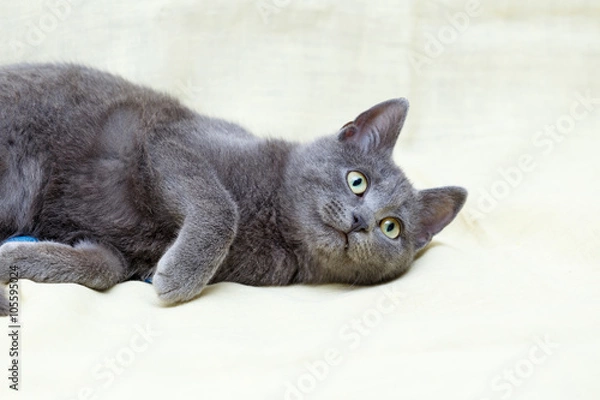 Obraz The Russian Blue cat.