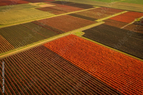 Obraz Aerial view of blueberry fields showing their autumnal red color in Skagit Valley, Washington. Rows of blueberry plants grow very well in Skagit County and provide a scenic backdrop to the valley.