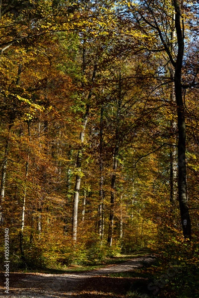 Obraz Autumn Forrests