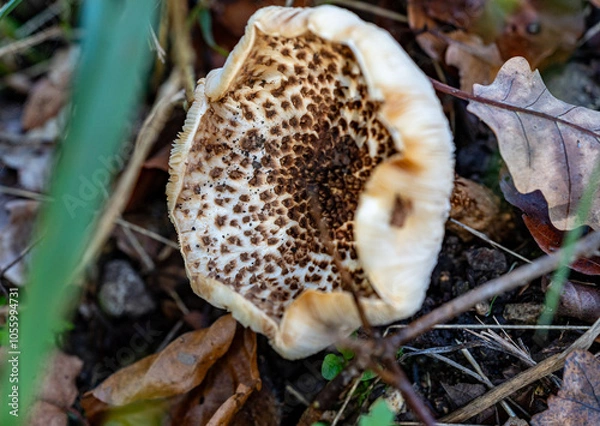 Obraz Top down mushroom - white black dotted