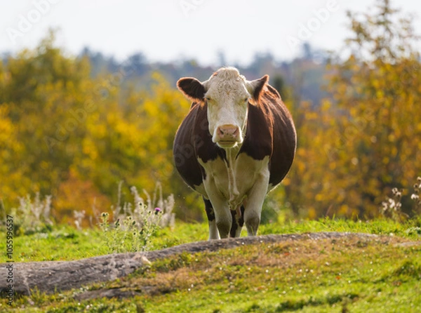 Fototapeta Friendly cow in fall colours