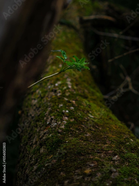 Obraz Mossy tree log with green leaf on dark background
