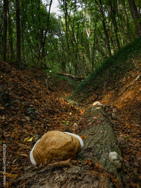 Obraz Light brown mushroom on wood log with sunlit valley in green forest