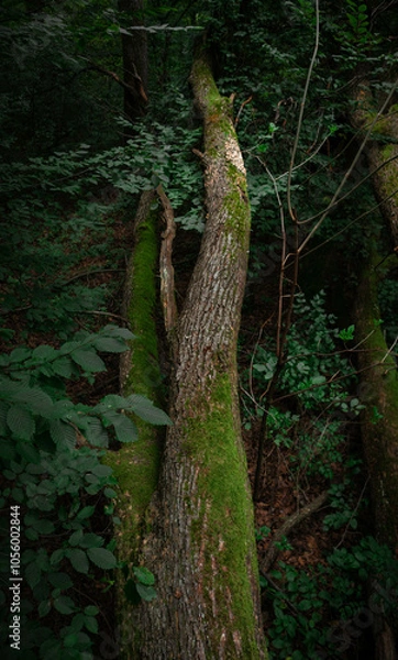 Obraz Tree log in forest with moss and dark background
