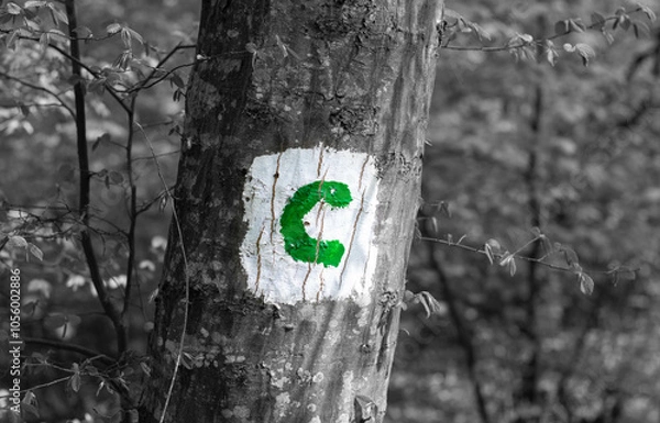 Obraz Green C "Comoarei" trail sign on a forest tree from Romania