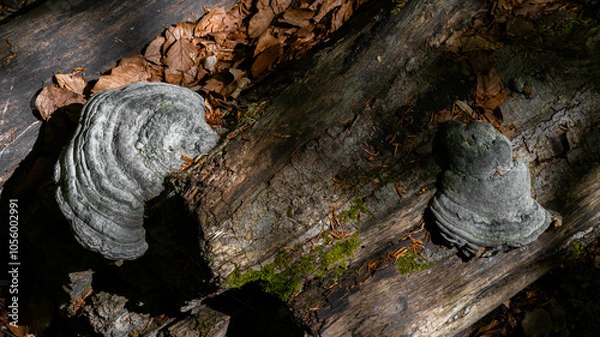 Obraz Mossy wood log with grey mushrooms and sunlight beams