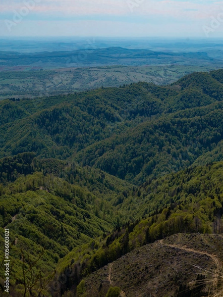 Obraz View from mountain hill overlooking green forest