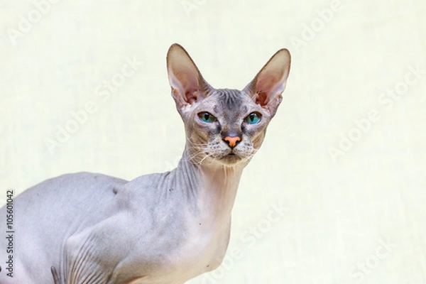 Obraz Donskoy  Sphynx.