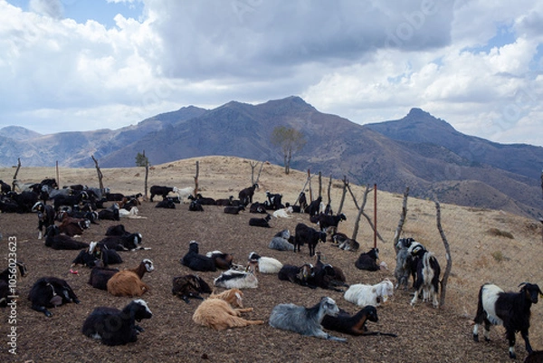 Fototapeta In a mountainous landscape, a large herd of goats rests and grazes within a fenced area,. It is a part of nomadic life