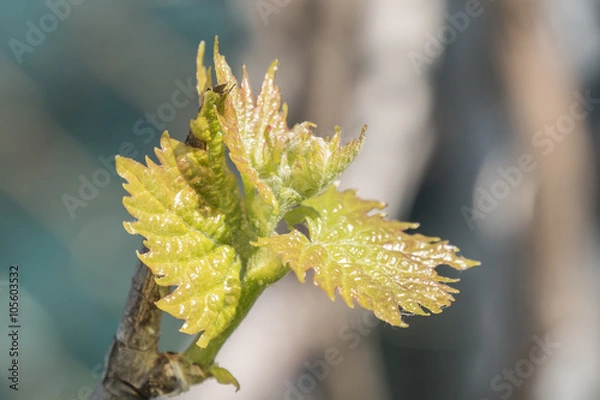 Obraz Sprout of Vitis vinifera, grape vine