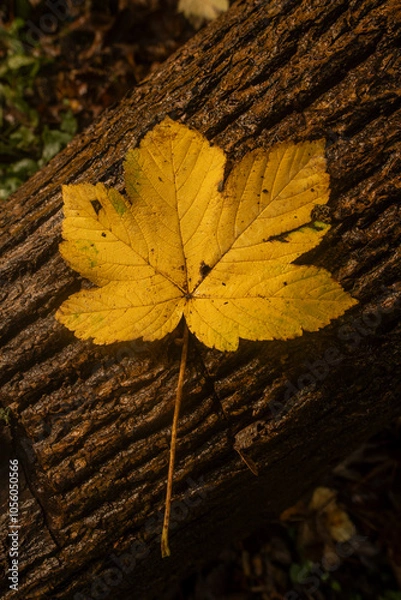 Fototapeta Large autumn leaf resting on a tree trunk