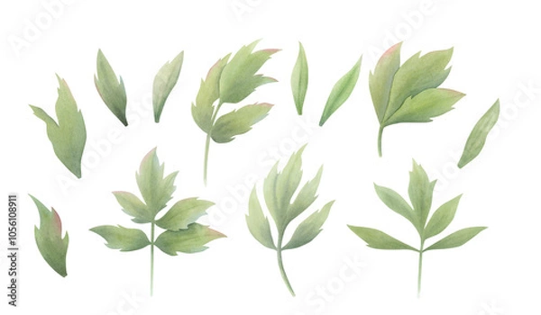 Fototapeta Set of green peony leaves in vintage style on isolated background. Hand drawn watercolor botanical illustration. Clip art for design, cards, labels, invitations, congratulations, packaging, printing