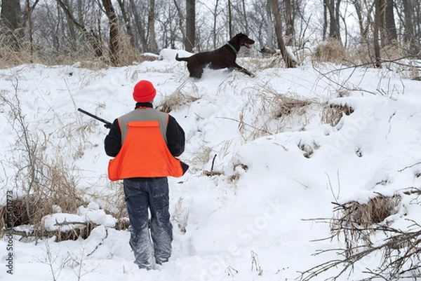 Fototapeta Man pheasant hunting with s chocolate Labrador Retriever