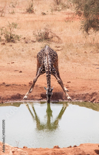 Obraz The awkward stance of a giraffe, bending down to drink water