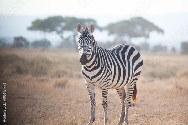 Obraz Isolated zebra standing and looking at the camera with the African savanna as background