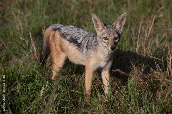 Obraz Closeup of a black backed jackal