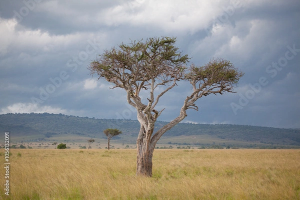 Obraz A lone isolated tree in the middle of the African savanna