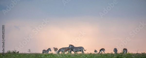 Obraz Zebra and antelope walk a grassy ridgeline in this Africa safari photo made more dramatic by the setting sunset colors in the sky