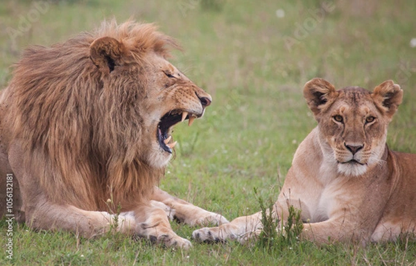 Obraz Lion roaring and showing off impressive teeth
