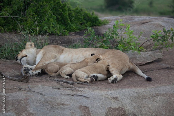 Obraz Sleepy mama lioness with three little cubs all hungrily nursing while she naps