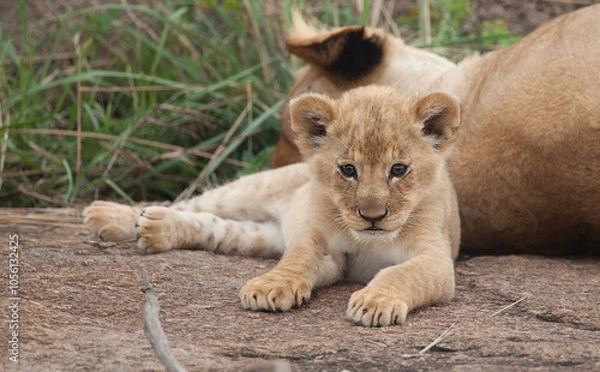 Obraz Cutest baby lion cub ever in a closeup wild shot from the serengeti.
