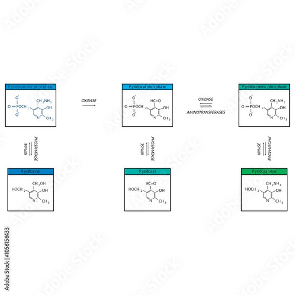 Fototapeta Diagram showing enzymatic interconversion of Vitamin B6 vitamers - Pyridoxine, Pyridoxal, Pyridoxamine and phosphate form.