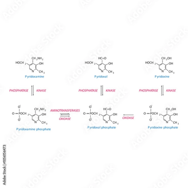 Fototapeta Diagram showing enzymatic interconversion of Vitamin B6 vitamers - Pyridoxine, Pyridoxal, Pyridoxamine and phosphate form.
