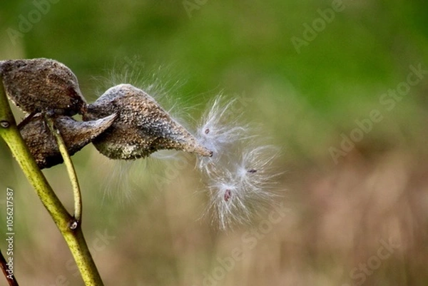Fototapeta Asclepias known as milkweed dried and releasing fluffy white seed in northeast Pennsylvania
